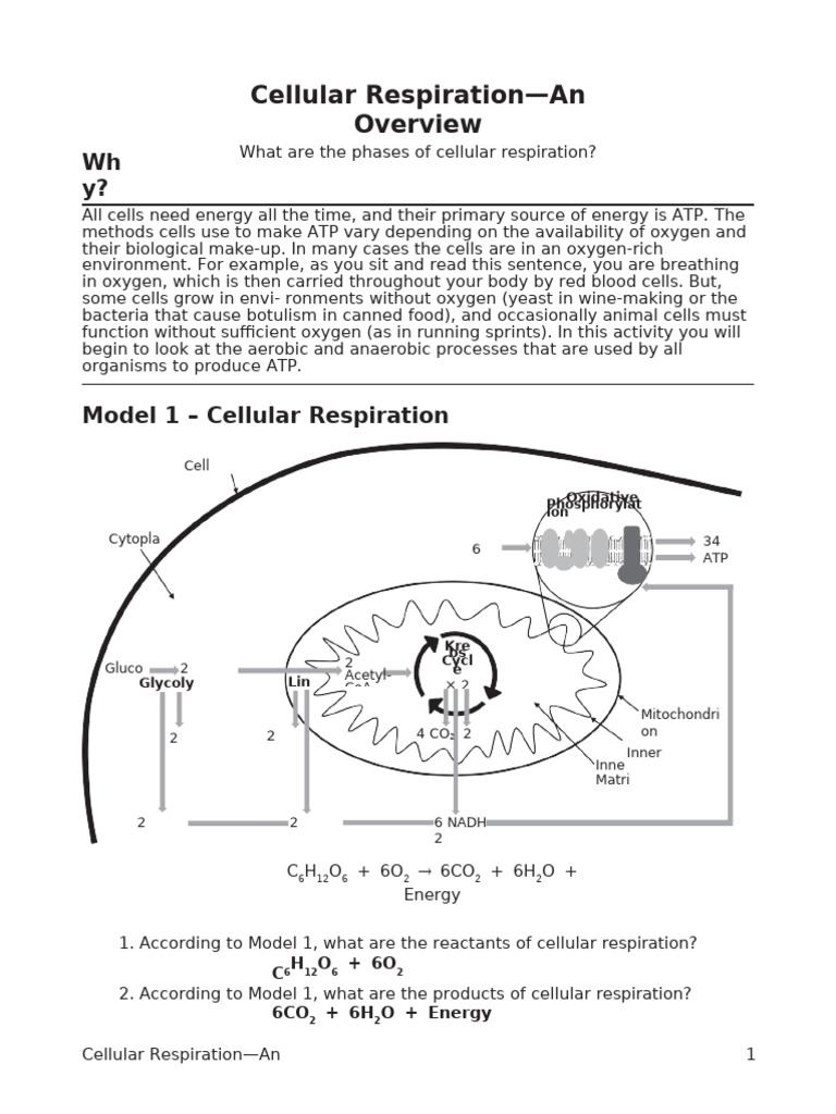 Cellular Respiration WKSHT | PDF | Cellular Respiration | Adenosine ...