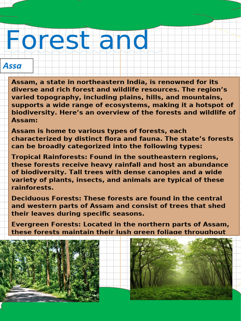 Assam's Rich Forests and Wildlife | PDF | Forests | Rainforest