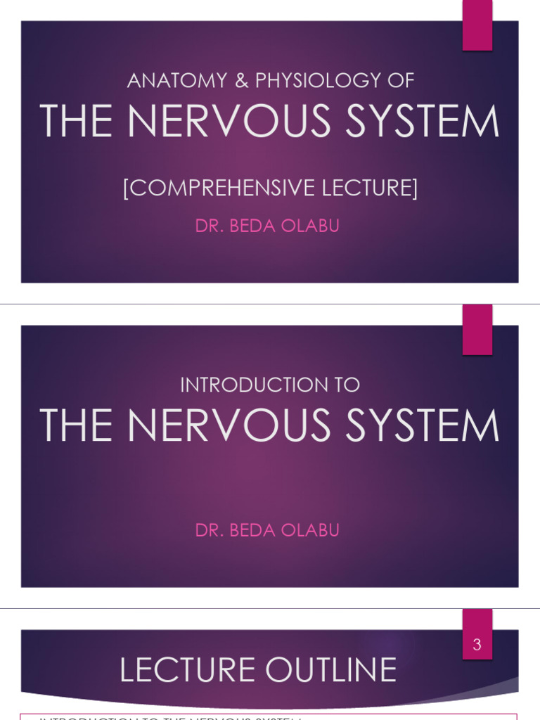Nervous System Anatomy Overview | PDF | Central Nervous System ...