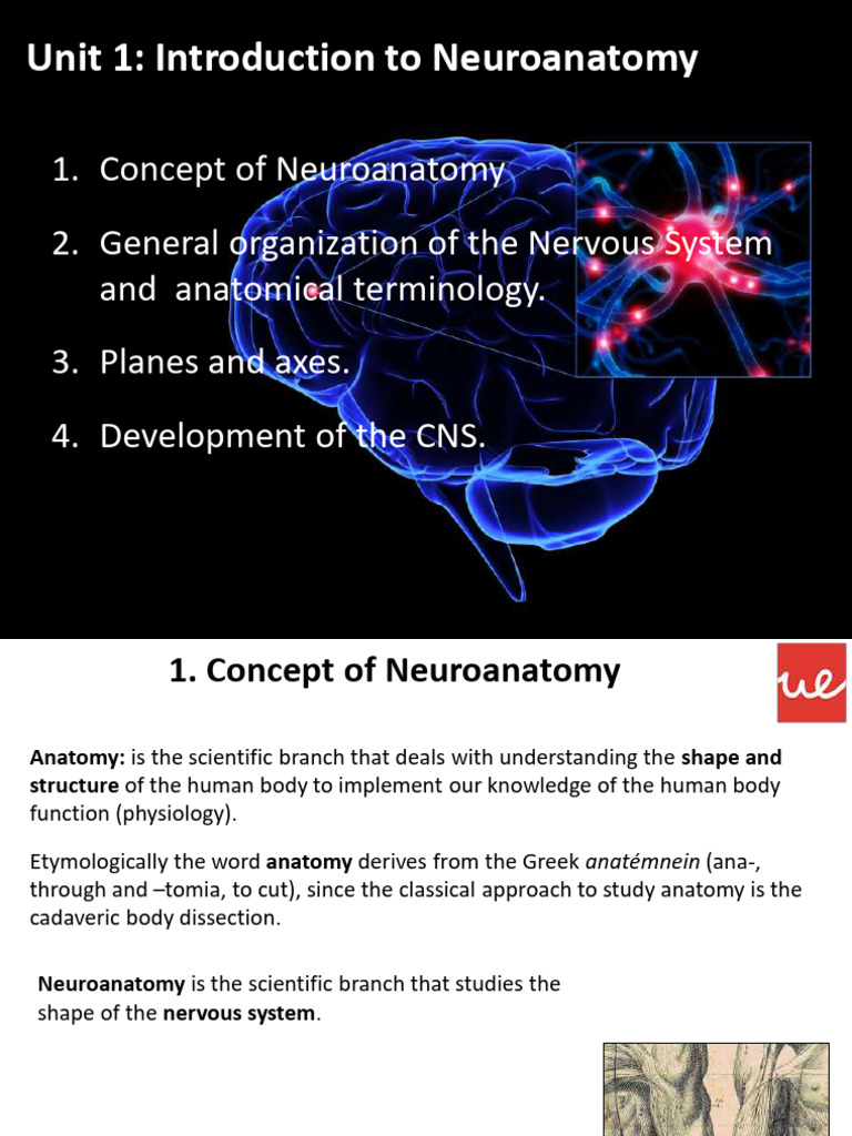 Introduction to Neuroanatomy Basics | PDF | Cerebrum | Central Nervous ...