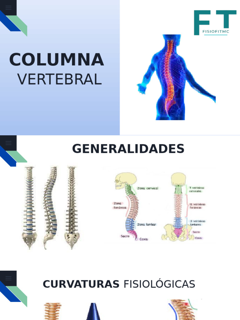 Anatomía de la Columna Vertebral | PDF | Vértebra | La columna vertebral