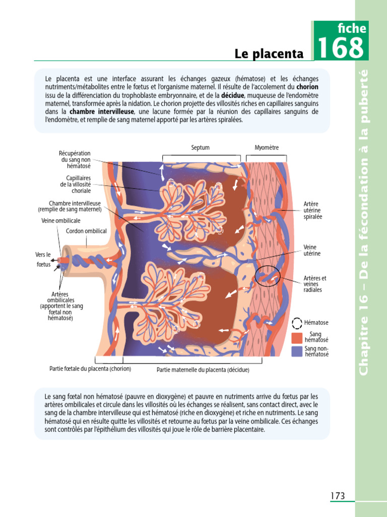 Rôle et anatomie du placenta | PDF | Placenta | Anatomie