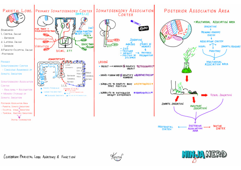 Brain Cerebrum Parietal Lobe Anatomy Function Atf Pdf