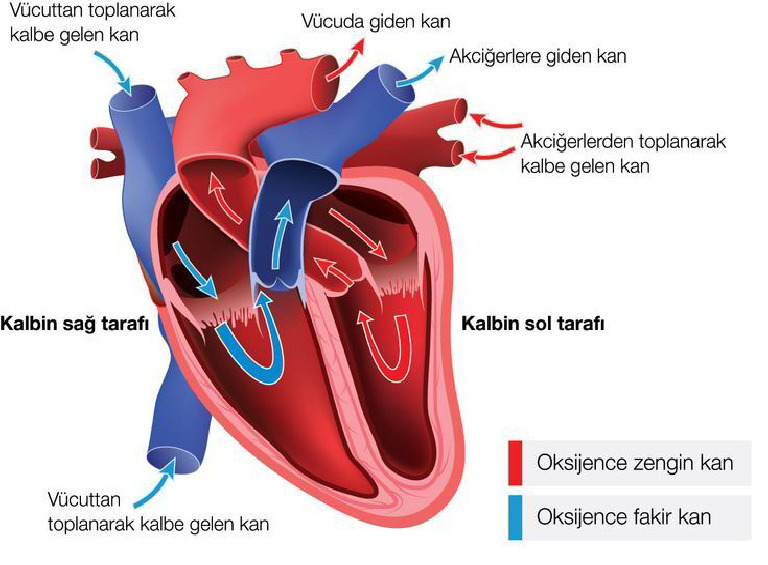 Kalbin Yapısı | PDF