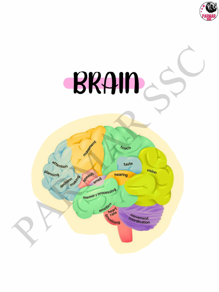 6 Nervous System | PDF