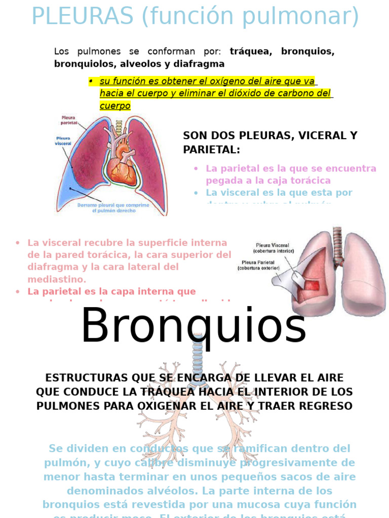 Guia de Anato | PDF | Pulmón | Riñón