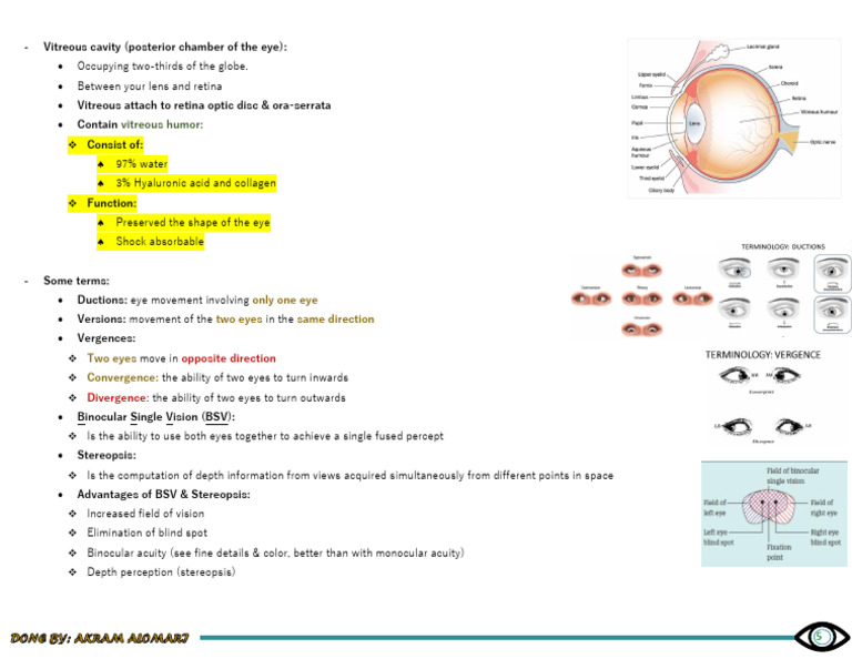 Understanding The Vitreous Cavity And Eye Movements Pdf