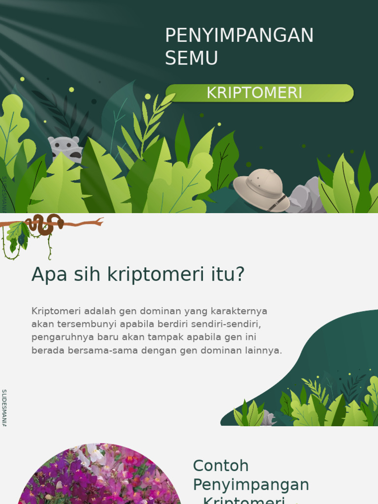 Presentasi Kriptomeri | PDF