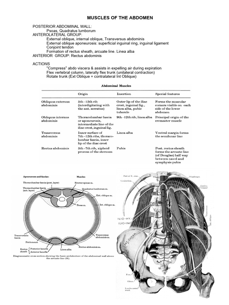 Anatomy of Abdominal Muscles Explained | PDF