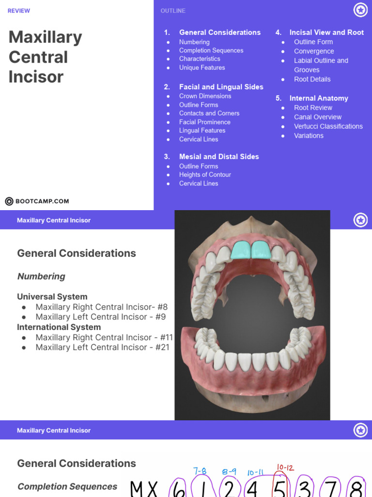 Maxillary Central Incisor Overview | PDF | Dental Anatomy | Dentistry
