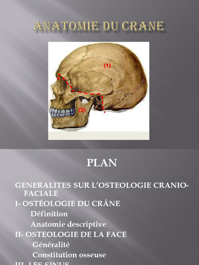Anatomie de l'os frontal crânien | PDF | Appareil locomoteur | Anatomie ...