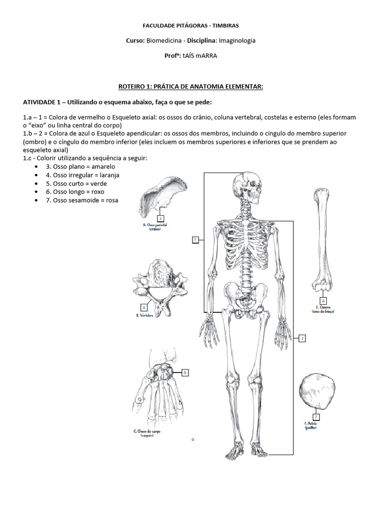 Atividades De Anatomia Para Biomedicina Pdf Osso Esqueleto