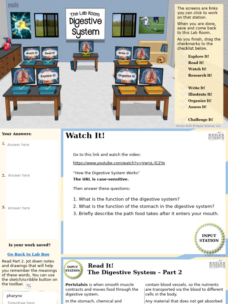 Understanding the Digestive System | PDF | Digestion | Human Digestive ...