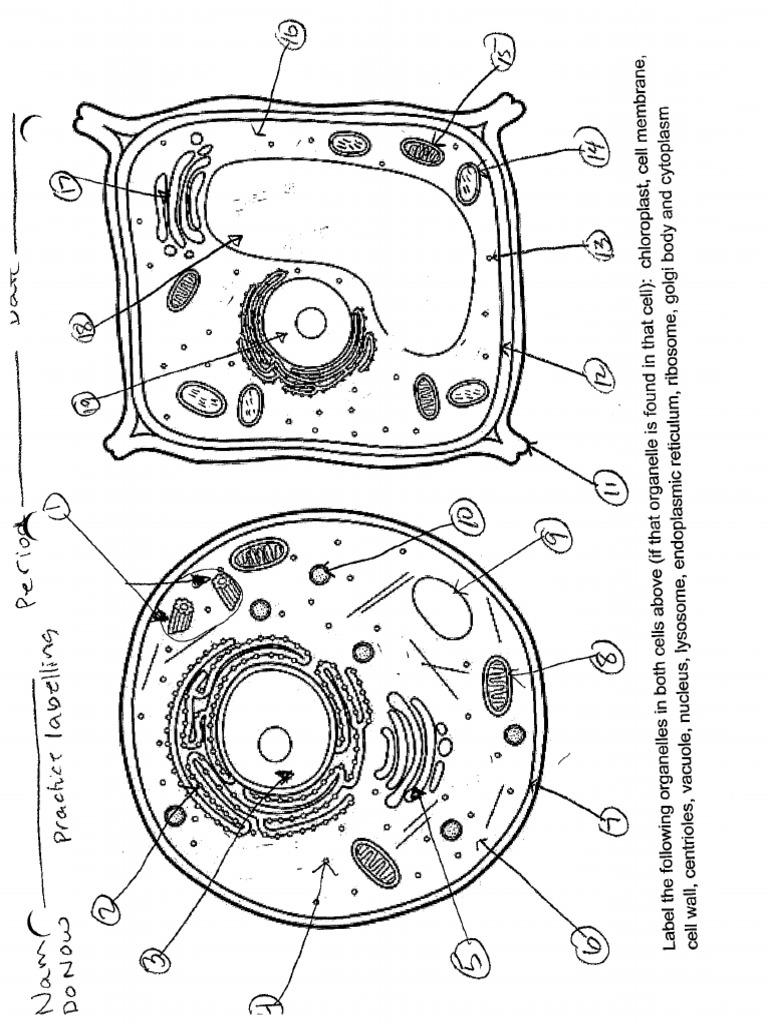Practicelabelling Cells | PDF