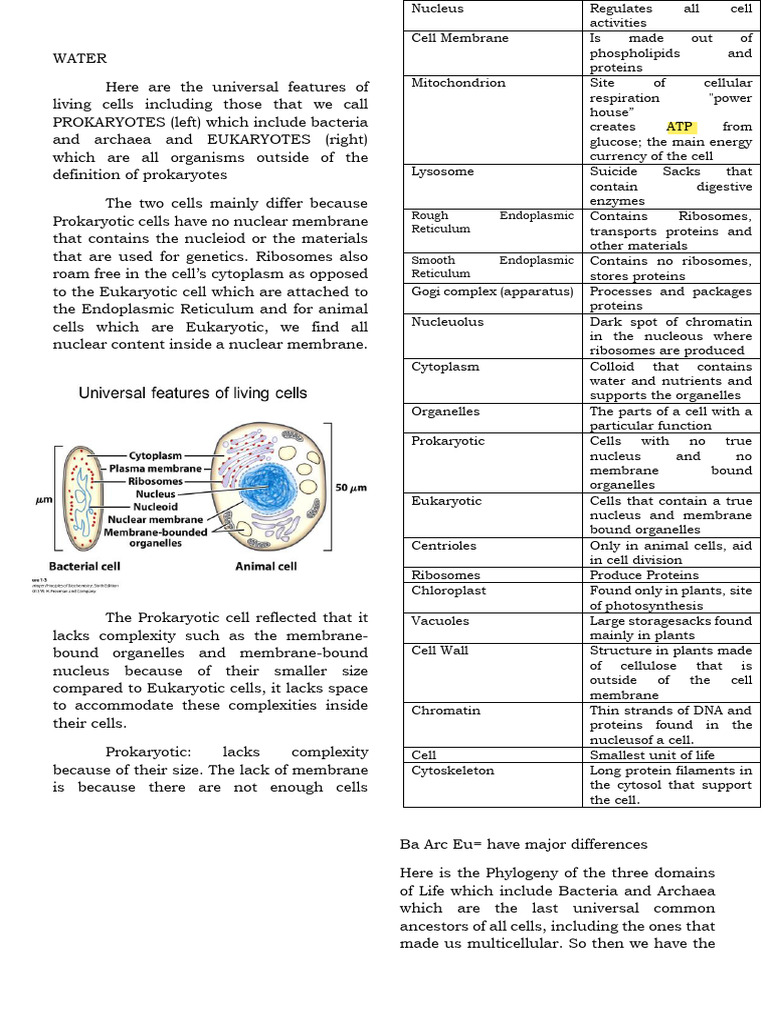 Prokaryotic vs Eukaryotic Cells Explained | PDF | Acid | Cell (Biology)