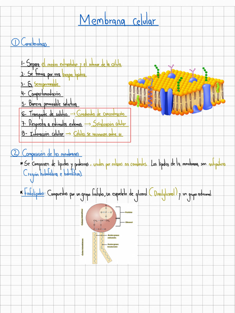 Estructura y funciones de la membrana celular | PDF | Membrana celular ...