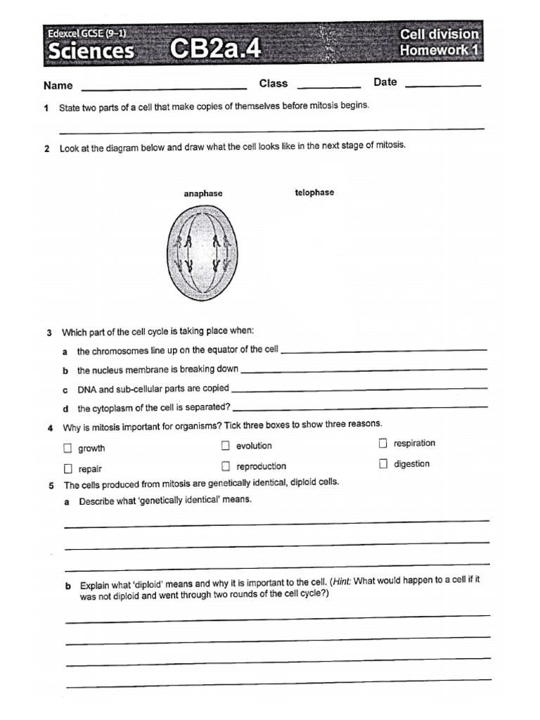 Cell Division Homework 1 Q Only PDF | PDF