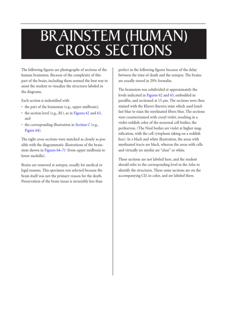 Human Brainstem Cross Sections Guide | PDF | Brainstem | Brain