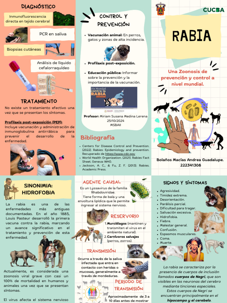 Prevención y control de la rabia zoonótica | PDF | Rabia | Inmunología