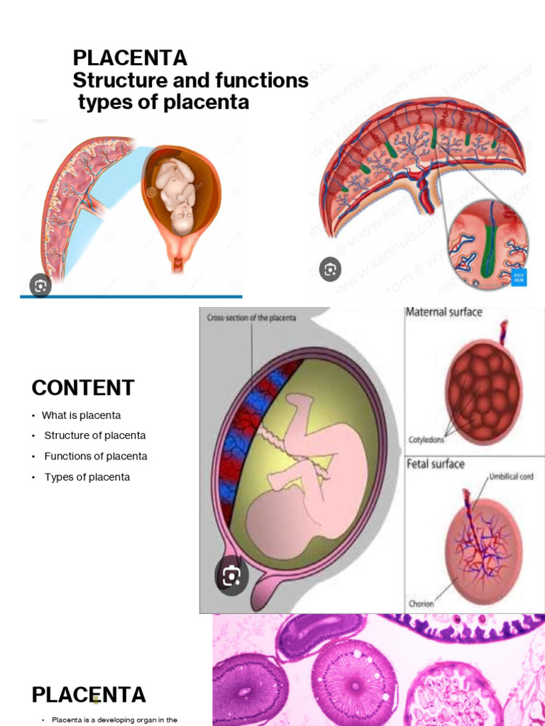 Understanding Placenta: Structure, Functions, Types | PDF | Placenta ...