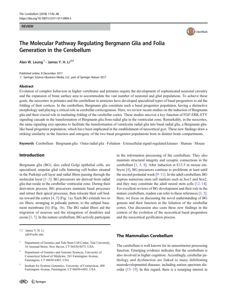 Cerebellum 18 The Molecular Pathway Regulating Bergmann Glia and Folia ...