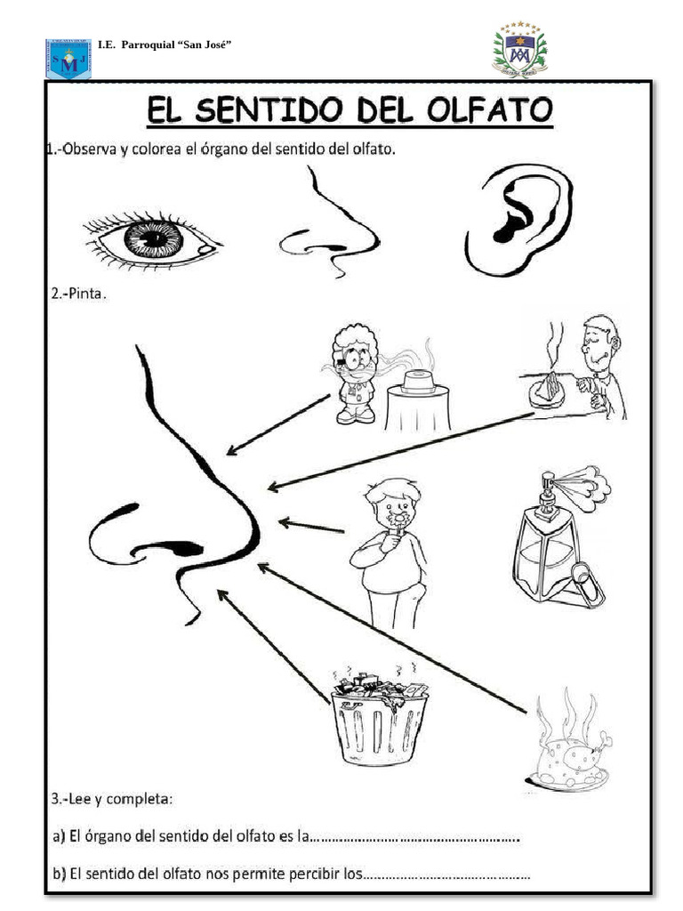 Ficha Del Sentido Del Olfato | PDF