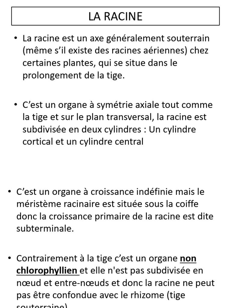 Péricycle et endoderme de la racine | PDF | Tige (Plante) | Racine