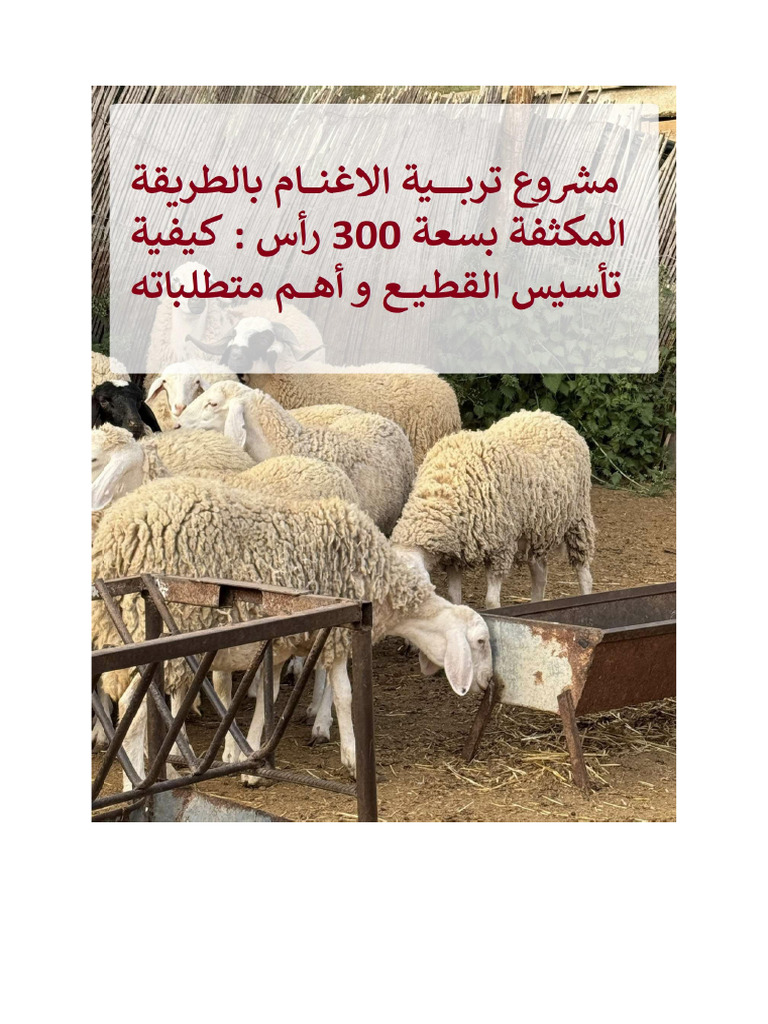 تربية الاغنام 300 راس | PDF