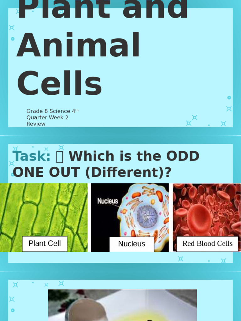 Plant vs. Animal Cells for Grade 8 | PDF | Cell (Biology) | Cytoplasm