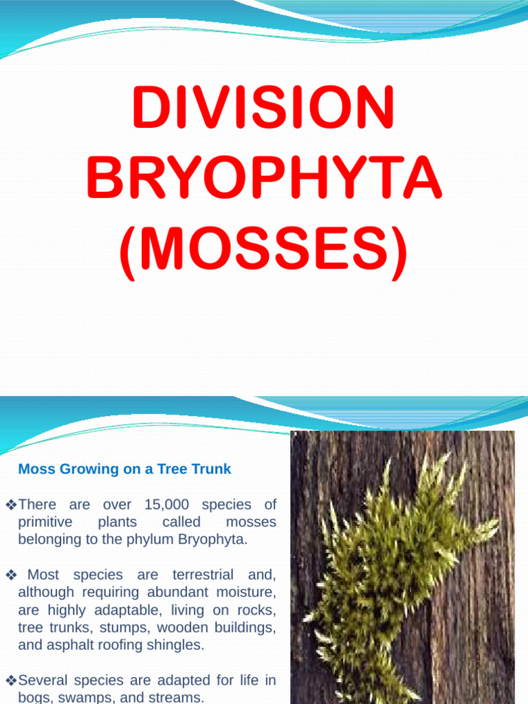 Mosses | PDF | Moss | Leaf