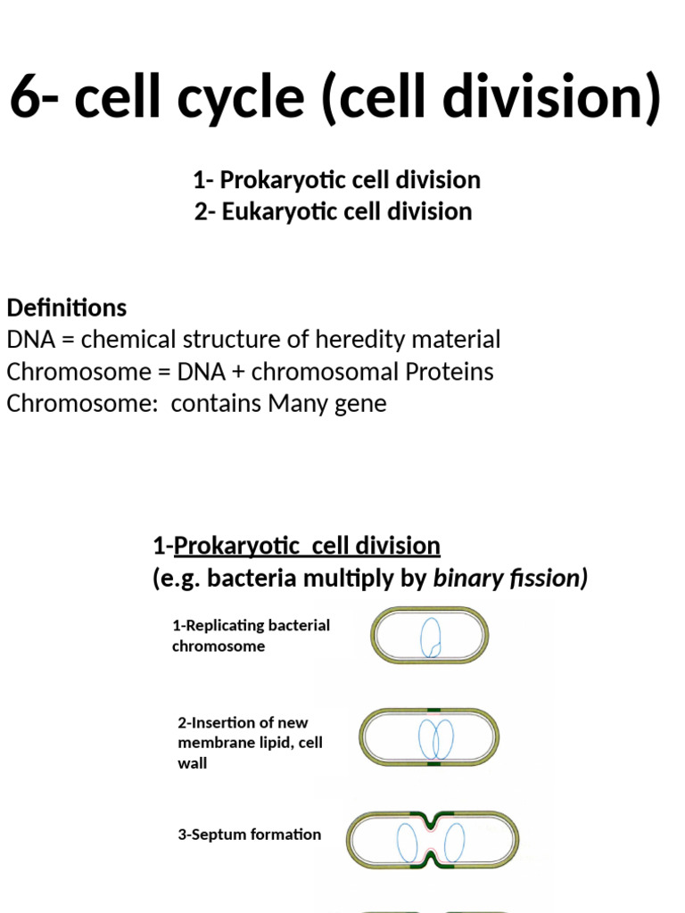 Cell Cycle: Mitosis and Meiosis Explained | PDF | Meiosis | Mitosis