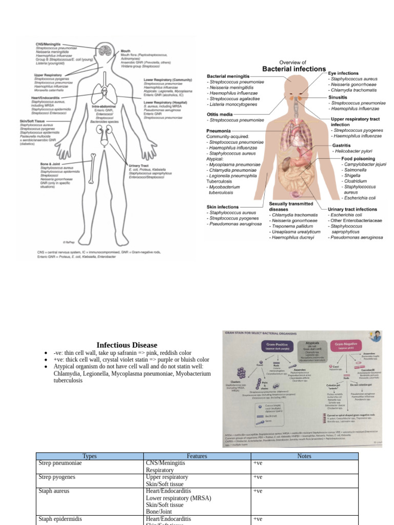 Overview of Infectious Diseases and Antibiotics | PDF | Beta Lactamase ...