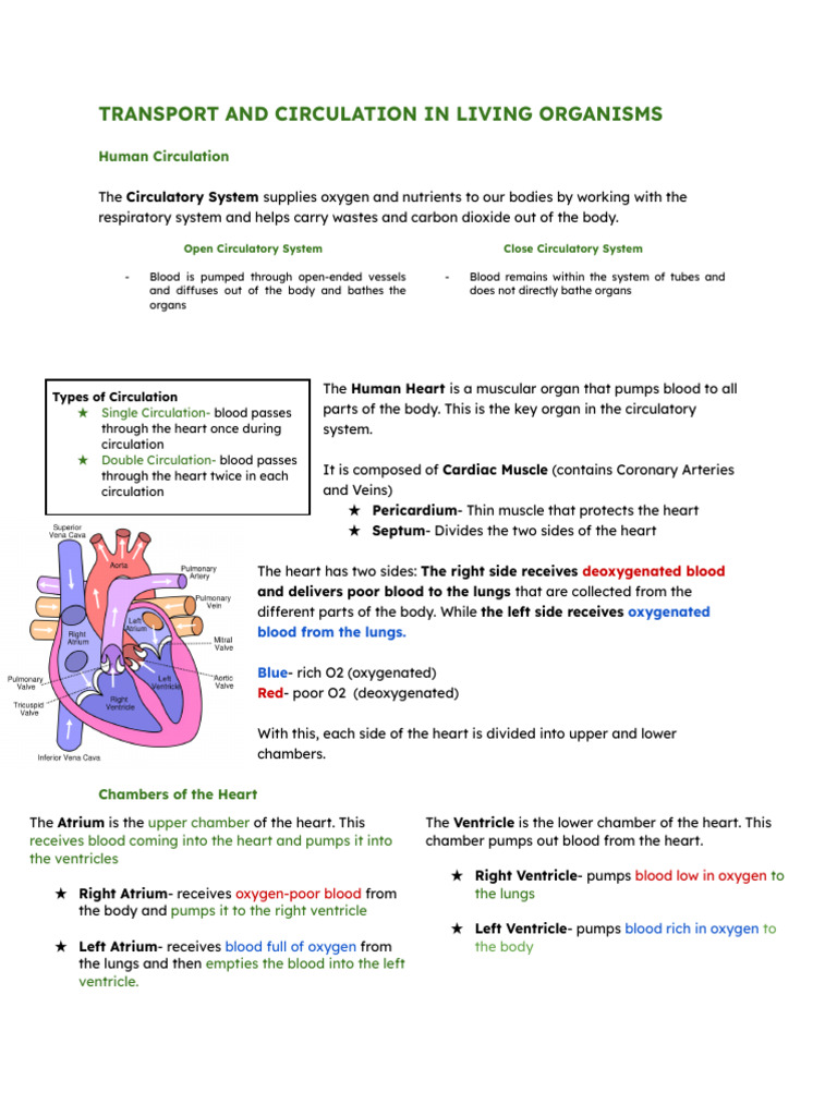 Human Circulatory System Overview | PDF | Heart Valve | Heart