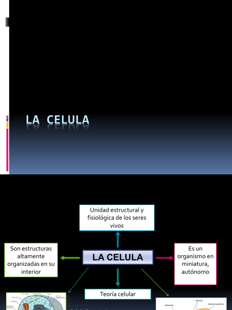 Estructura y Función de la Célula | PDF | Membrana celular | Citoplasma