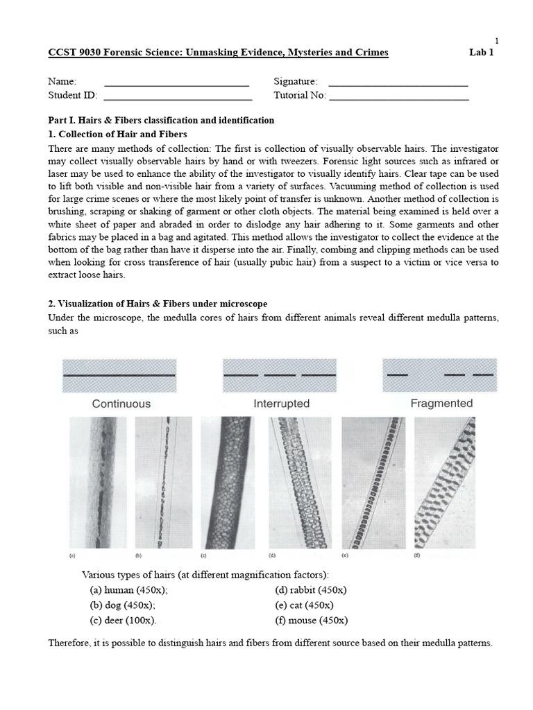 Forensic Science Lab: Hair and Fingerprint Analysis | PDF | Fingerprint ...