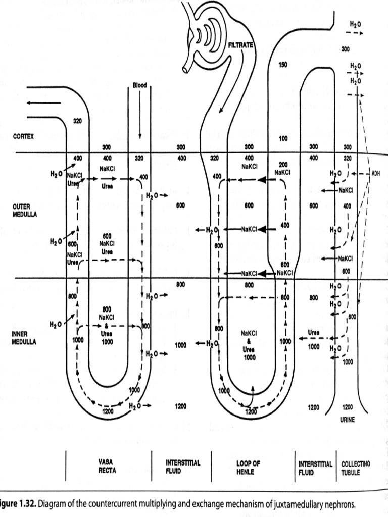 Counter Current Multiplier | PDF
