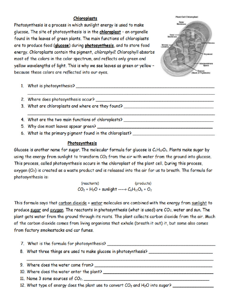 Cellular Respiration and Photosynthesis | PDF
