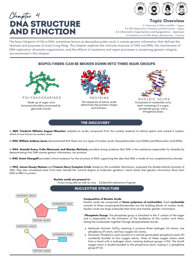 DNA: Structure, Function, and Repair | PDF | Dna | Nucleic Acids
