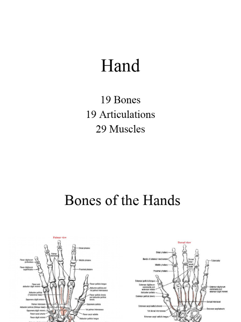 Anatomy and Function of the Human Hand | PDF | Hand | Thumb