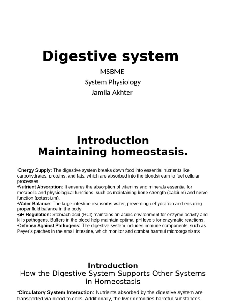 Digestive System: Homeostasis & Function | PDF | Digestion | Small ...