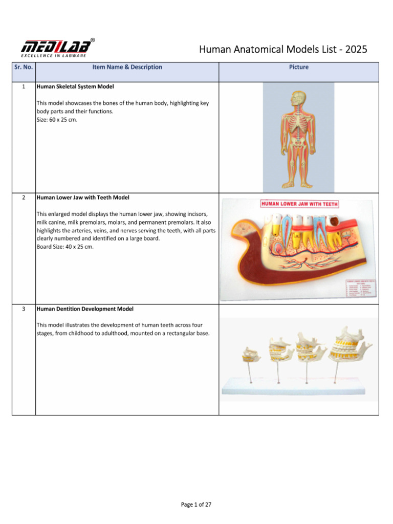 Human Anatomical Models Catalog 2025 | PDF | Prostate | Human Body