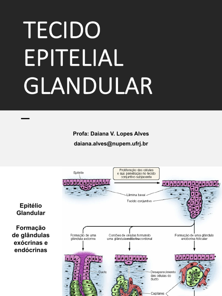 Classificação do Epitélio Glandular | PDF | Epitélio | Anatomia humana