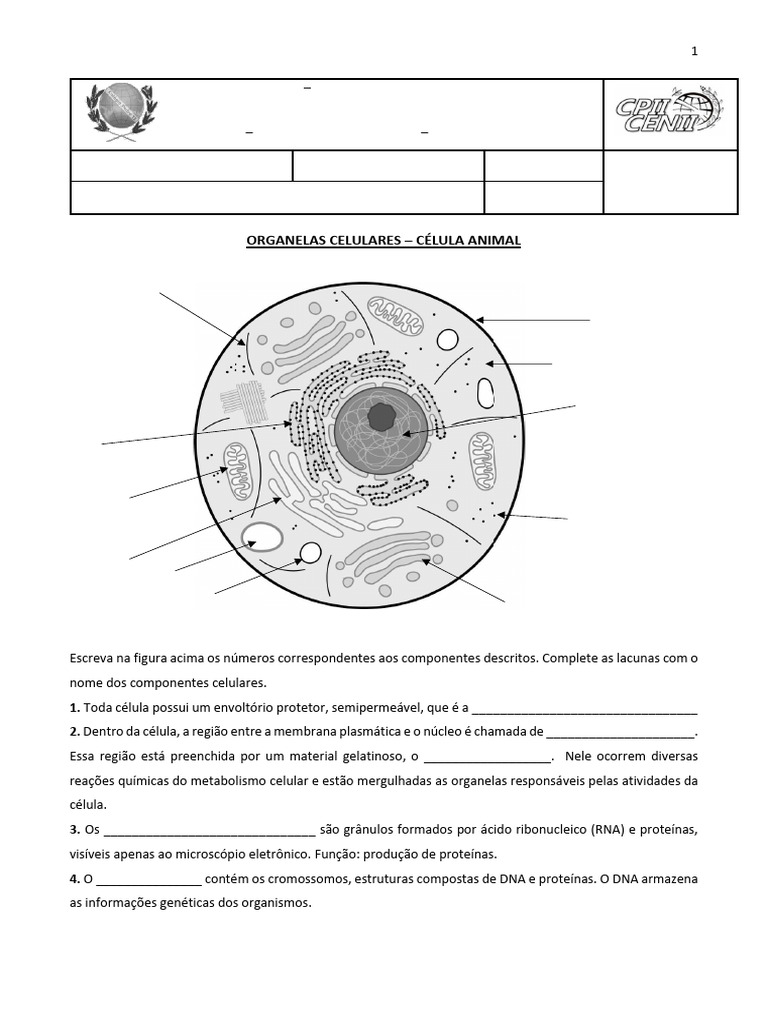 Exercícios sobre Organelas Celulares | PDF | Célula (Biologia) | Citoplasma