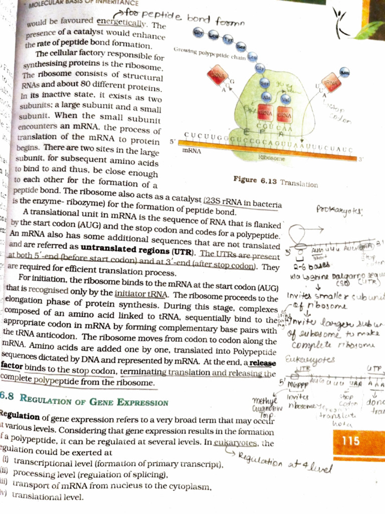 Adobe Scan 16 Mar 2025 | PDF | Translation (Biology) | Messenger Rna