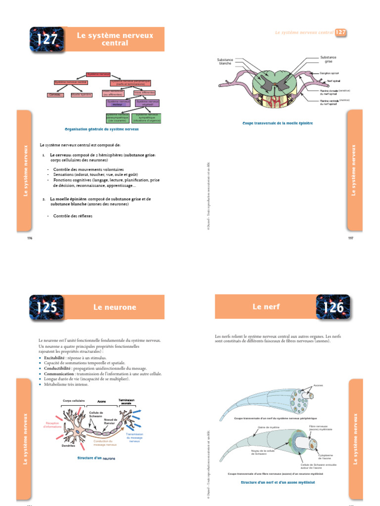 Structure et fonctions du système nerveux | PDF | Synapse | Système nerveux