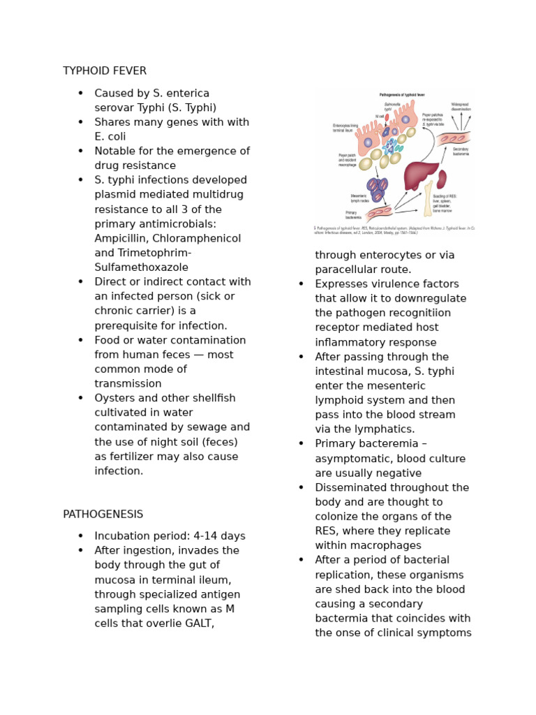 Tyhphoid Fever | PDF | Immunology | Medical Specialties