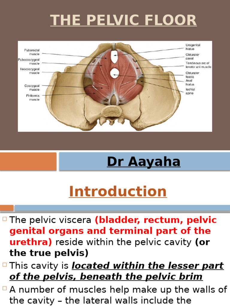 Pelvic Floor | PDF | Pelvis | Musculoskeletal System