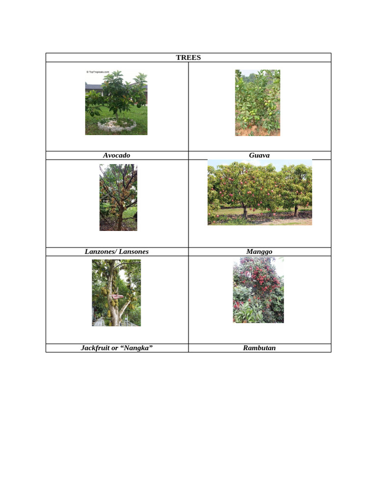 Trees | PDF