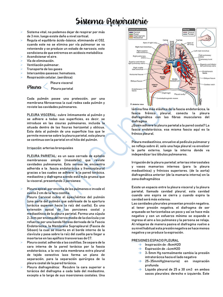 Amplexión y Pleura en el Sistema Respiratorio | PDF | Pulmón | Tórax