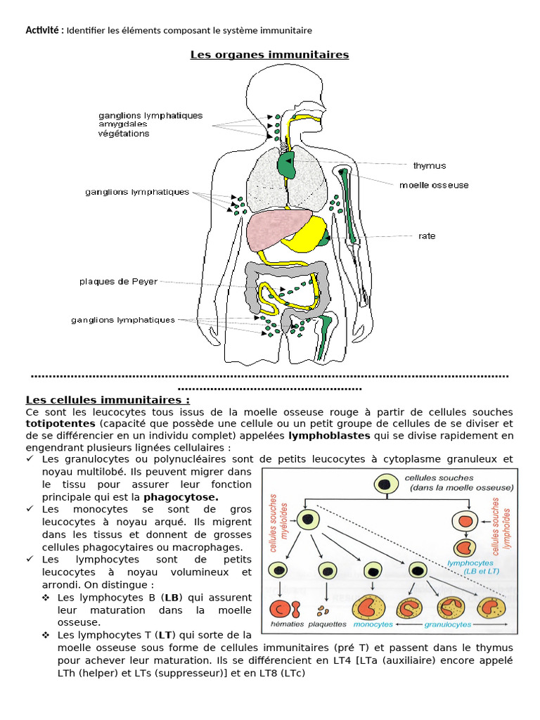 Composants et Réactions du Système Immunitaire | PDF | Globule blanc ...